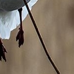 204A2941 mouette rieuse bâtisseuse
